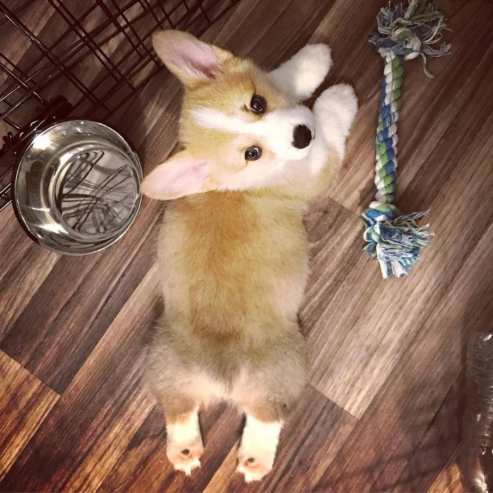 Cute puppy lying on a wooden floor with a toy rope and water bowl nearby.