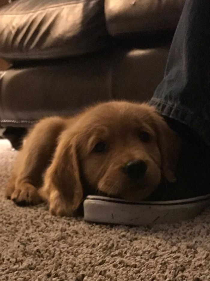A cute puppy lying on a shoe, resting on carpeted floor.