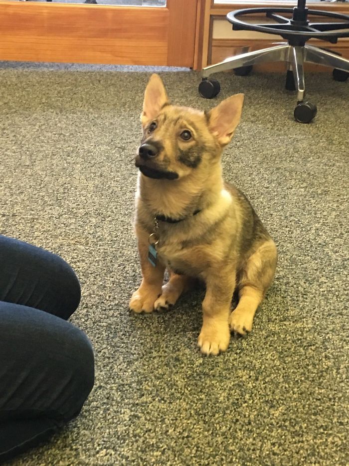 Adorable puppy sitting on a carpeted floor, looking up with attentive ears.