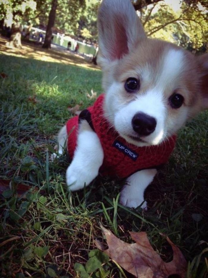 Cute puppy in a red sweater exploring the grassy park on a sunny day.
