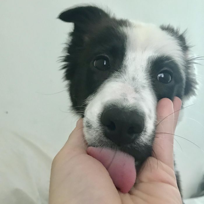 Close-up of a cute puppy with black and white fur, being gently held, showing its tongue.