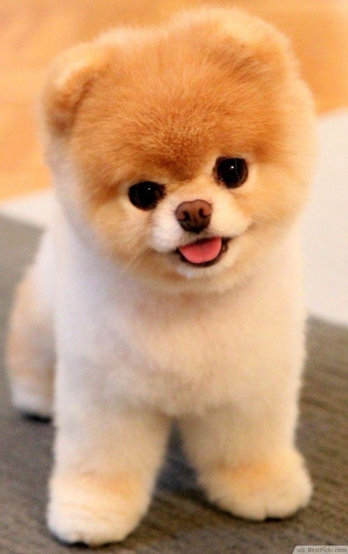 Cute fluffy puppy with a small nose and bright eyes, looking happy.