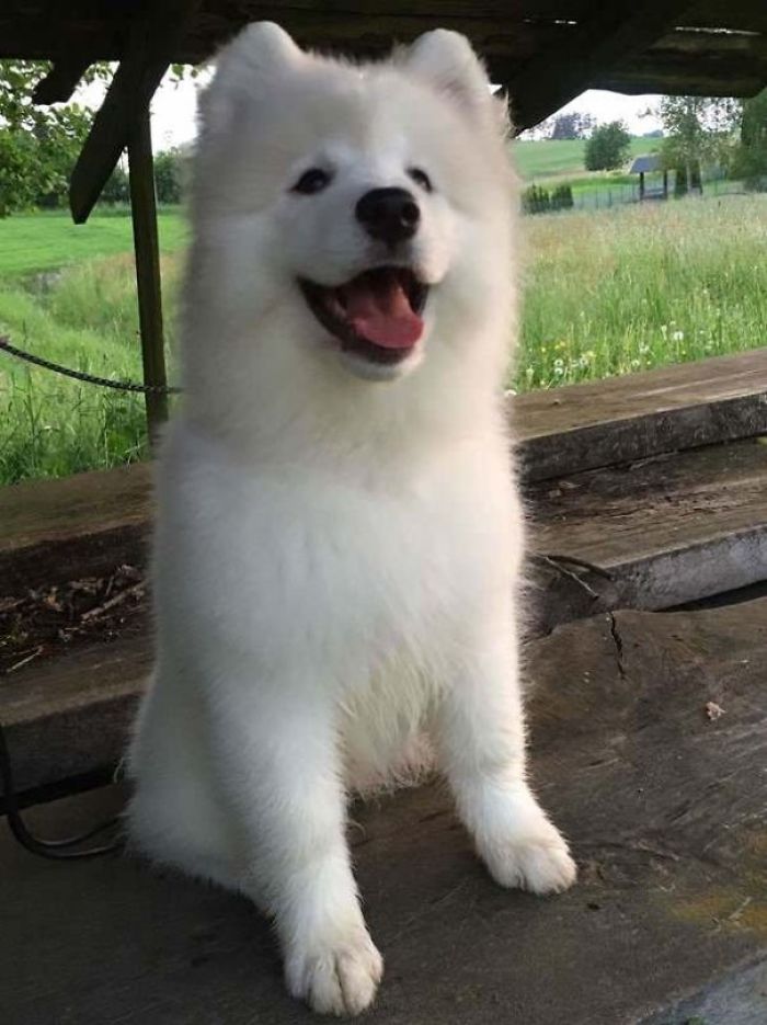 Fluffy white puppy sitting on wooden platform with a joyful expression.