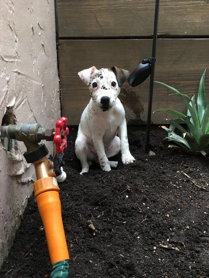 Cute puppy sitting in dirt near a hose and plants.