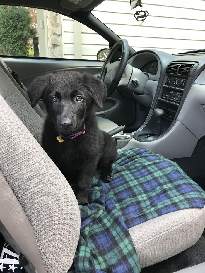Cute puppy sitting on a car seat with a plaid blanket.