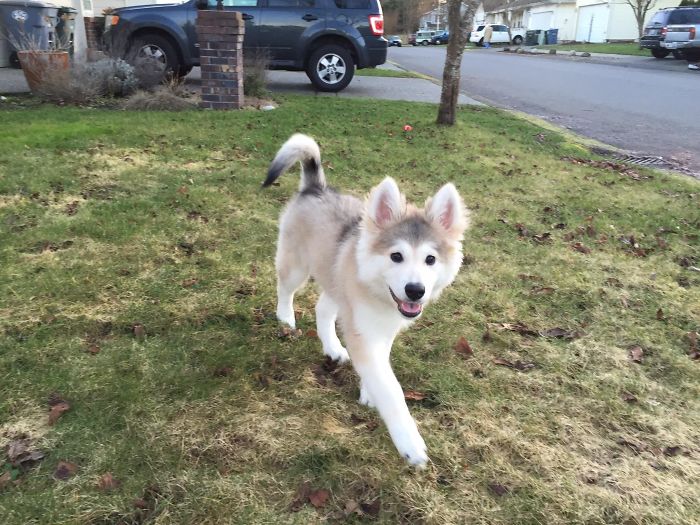 Cute puppy frolicking on a grassy neighborhood lawn.