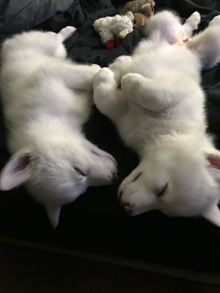 Two of the cutest puppies ever, white and fluffy, are sleeping on a soft black blanket with toys nearby.
