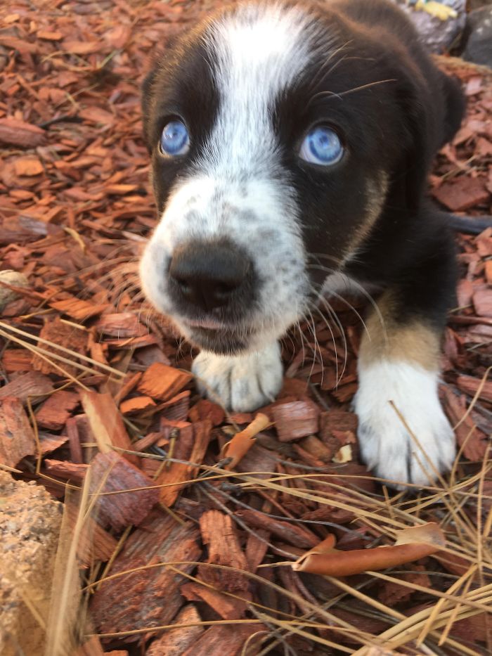 A cute puppy with striking blue eyes and a speckled coat sitting on a bed of wood chips.