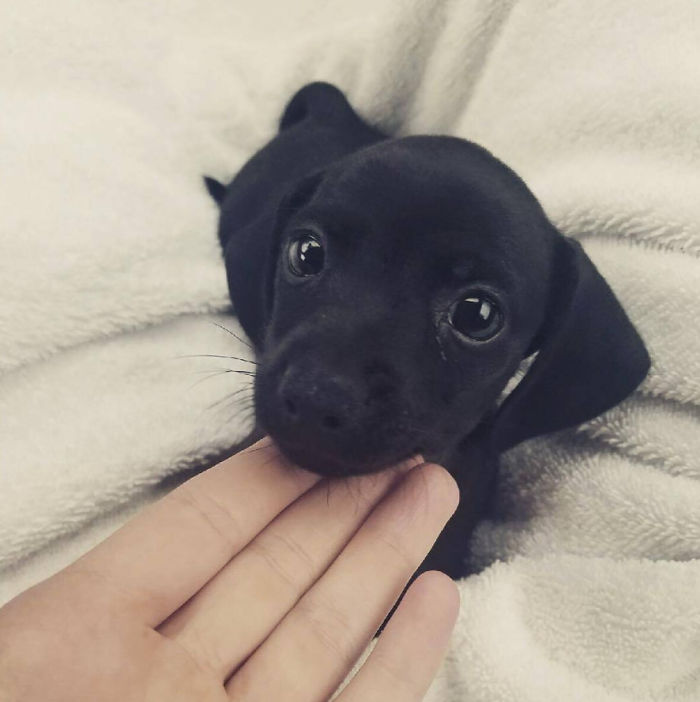 A cute black puppy resting on a soft white blanket, gently touching a person's hand.