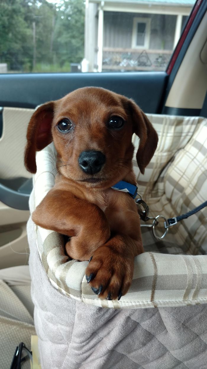Cute puppy sitting in a car seat, showcasing its adorable expression.