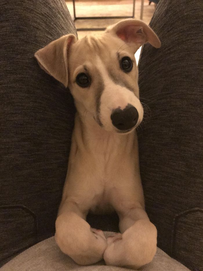 Adorable puppy with big eyes and floppy ears, looking up between gray-clad legs.