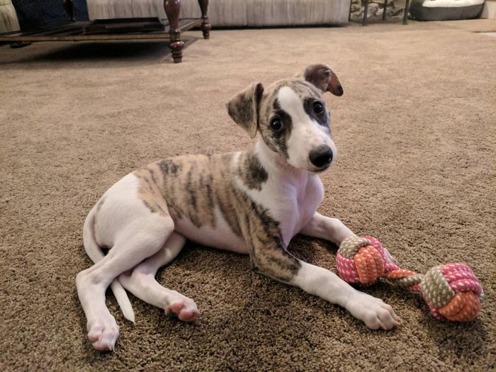 Cute puppy with a brindle coat lying on carpet, looking curious, next to a colorful rope toy.