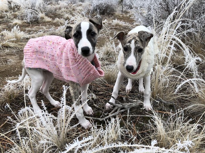 Two of the cutest puppies wearing sweaters stand in a frosty field.