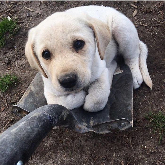 Adorable puppy sitting on a shovel in the dirt outside.