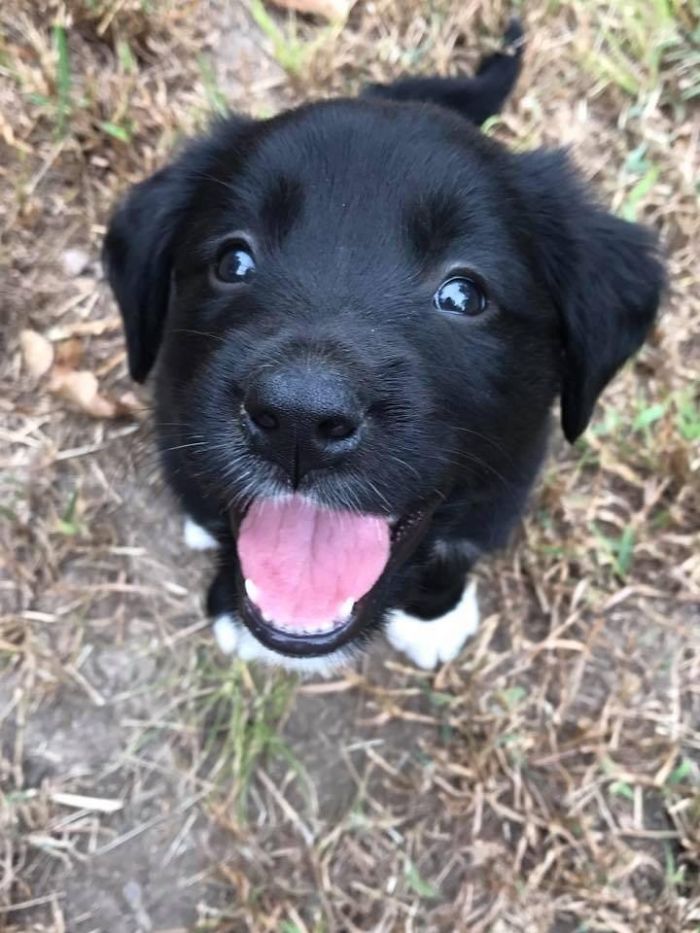 Adorable black and white puppy with a joyful expression outdoors.