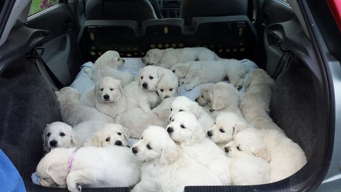 A group of the cutest puppies gathered in the back of a car, all fluffy and white.