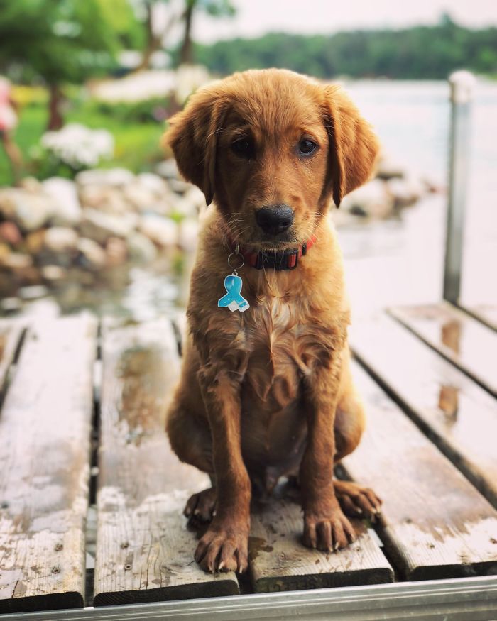 Cute puppy sitting on a wooden dock by the lake, wearing a blue tag and red collar.