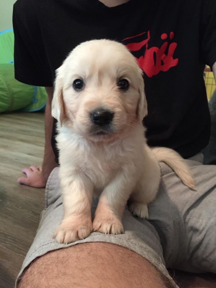 Cute puppy sitting on a person's lap indoors.