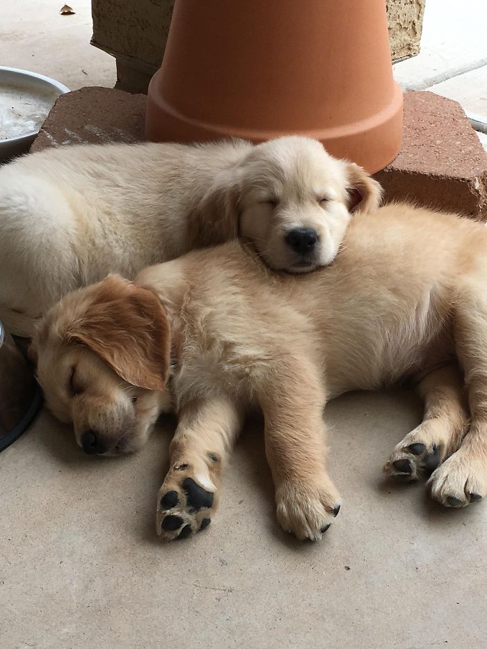 Two cute puppies sleeping peacefully on a patio.
