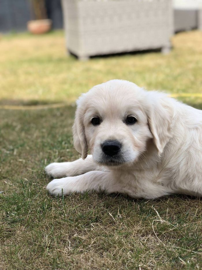 Cute puppy lying on the grass, showcasing adorable features and fluffy fur.