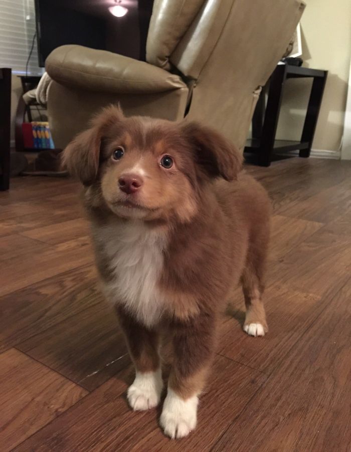 Adorable brown and white puppy with fluffy fur standing on wooden floor indoors.