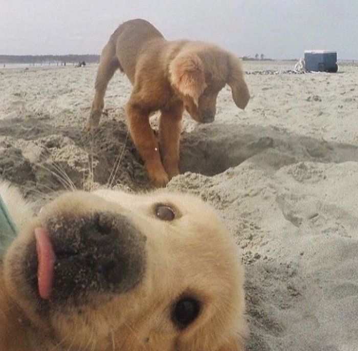 Two adorable puppies playing in the sand, with one close to the camera and the other digging behind.