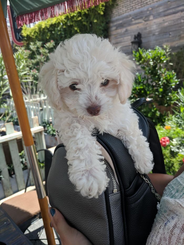 Cute puppy with curly white fur sitting on a black bag outdoors in a garden setting.