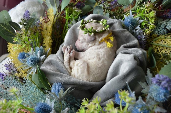 A cute puppy wearing a flower crown, sleeping on a soft blanket amidst colorful flowers.