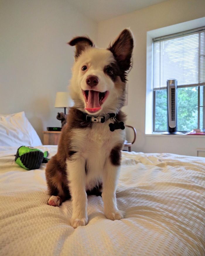 Adorable puppy sitting on a bed with a playful expression in a cozy room.