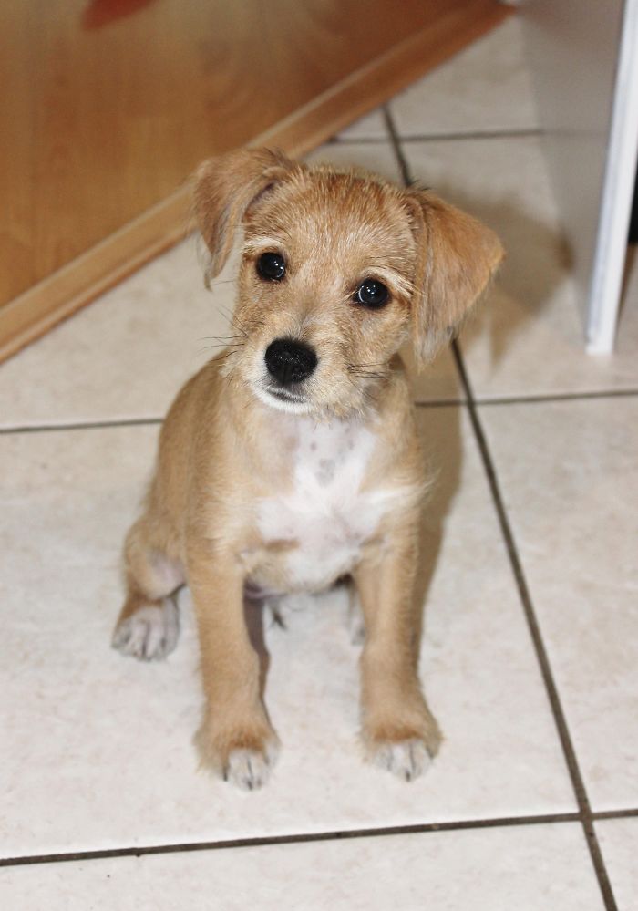 Cute puppy sitting on tiled floor, looking up with curious eyes.