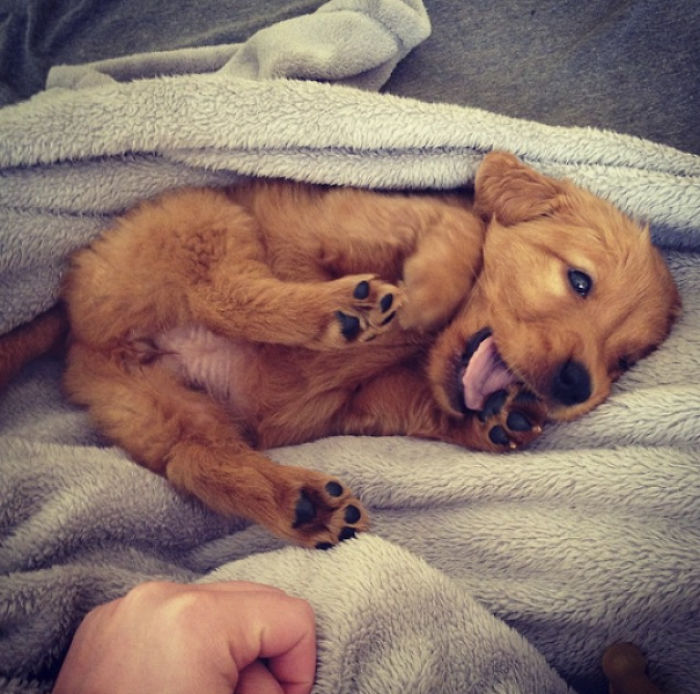 A cute puppy lying playfully on a soft gray blanket.