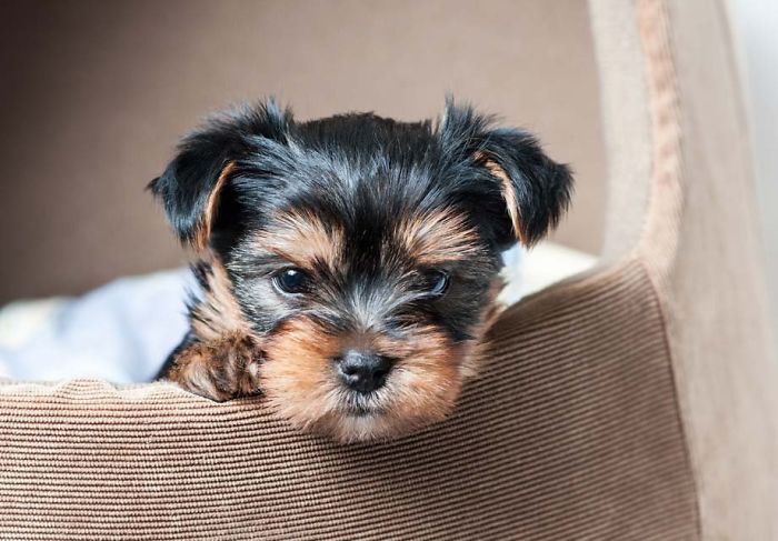 A cute puppy peeking out of a cozy bed with a fluffy coat and bright eyes.
