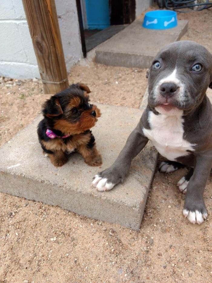 Two adorable puppies, a small fluffy one and a larger gray one, sitting together on a cement block.