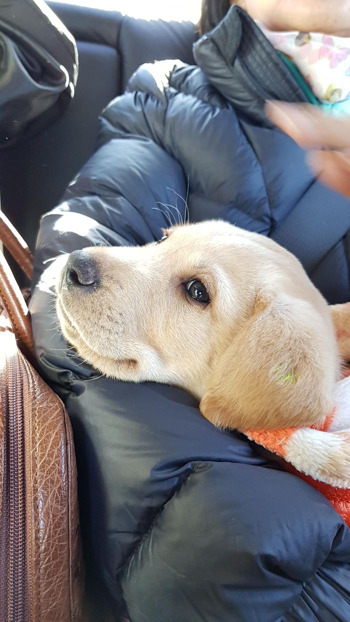 Cute puppy resting its head on a warm jacket during a car ride.