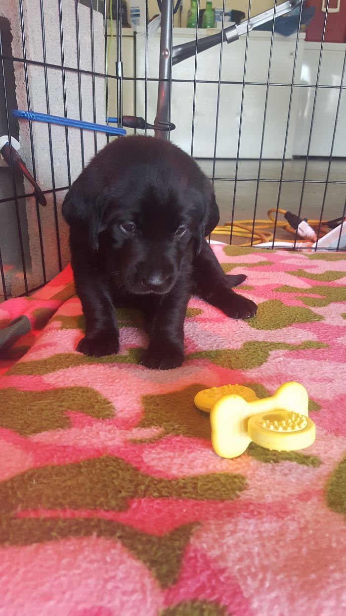 Adorable black puppy sitting on a pink patterned blanket with a yellow chew toy nearby.