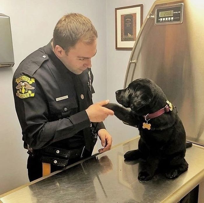 Police officer shakes paws with a cute black puppy on a vet's exam table.