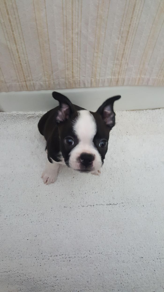 Cute black and white puppy with big ears sitting on a light carpet looking up.