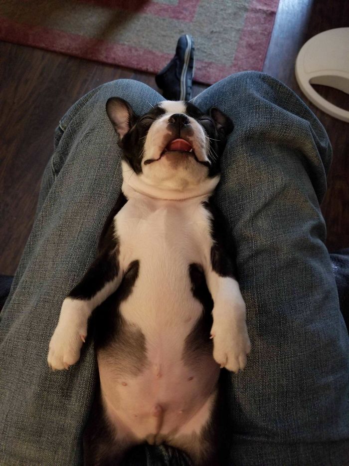 Cute puppy sleeping on its back in a person's lap, showcasing its tiny paws and relaxed pose.