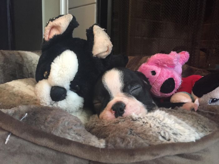 Sleeping puppy with plush toys, showcasing one of the cutest puppies ever.