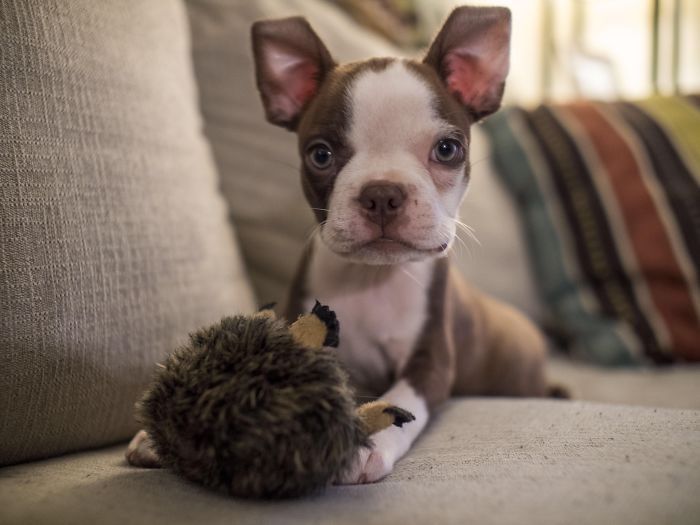 A cute puppy sitting on a couch with a stuffed toy.