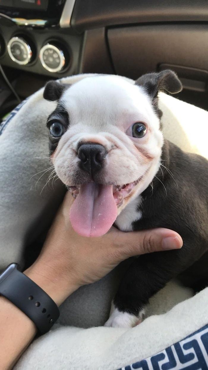 Cute puppy with a big smile and tongue out, held gently in a person's hand inside a car.