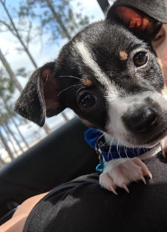 Cute puppy with black and white fur, wearing a blue collar, looking curiously at the camera.