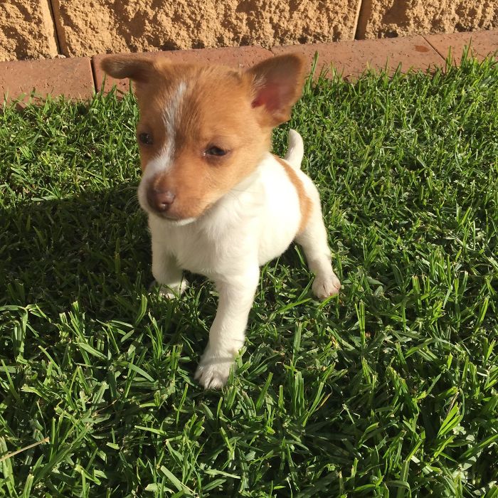 A cute puppy standing on fresh green grass in the sunlight.