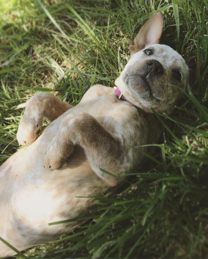 Cute puppy lying on its back in the grass, showing its playful and adorable expression.