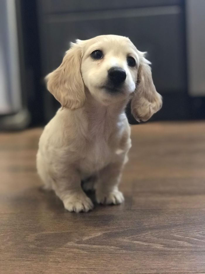 Cute puppy sitting on a wooden floor, looking up with floppy ears and soft fur.