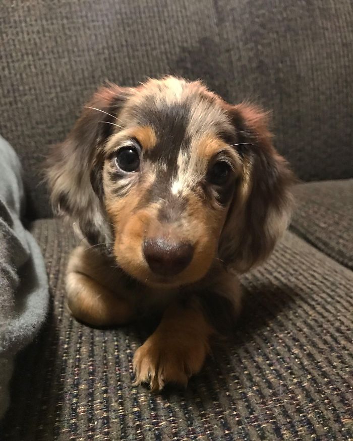 Adorable puppy with floppy ears on a couch, showcasing one of the cutest puppies ever.