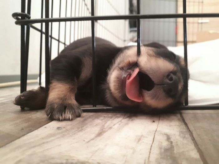 Cute puppy sleeping with its tongue out in a crate.
