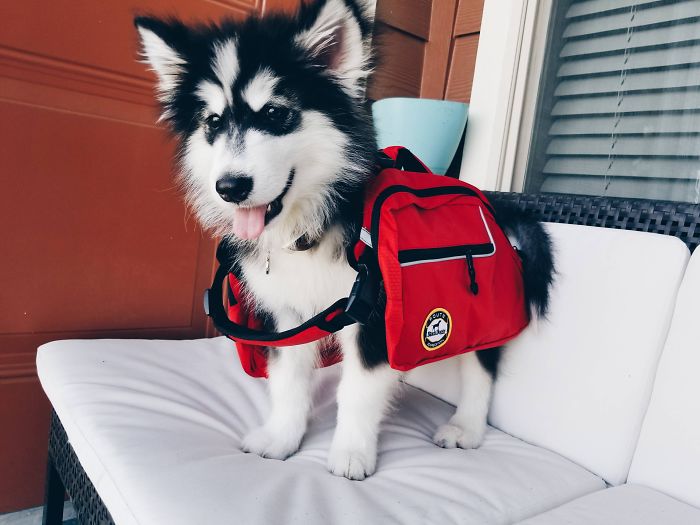 Cute puppy wearing a red backpack, sitting on a white couch, showing off its fluffy coat.