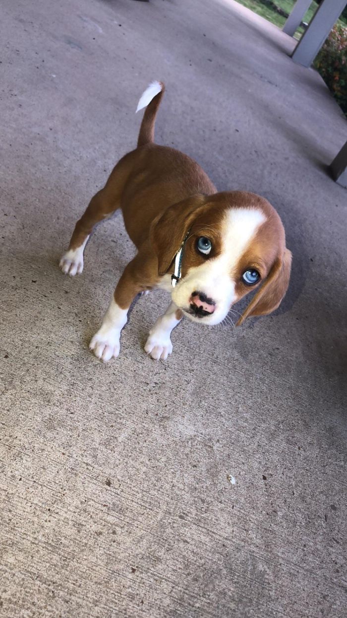 Cute puppy with striking blue eyes standing on a concrete path.