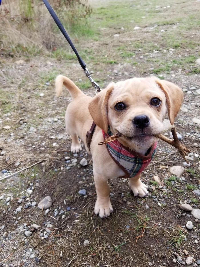 Cute puppy on a leash wearing a plaid bandana, holding a stick in its mouth, standing outdoors.